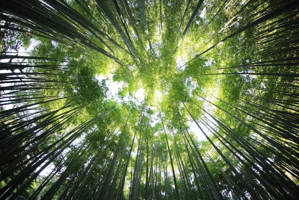 Sunlight through a tall green bamboo forest canopy
